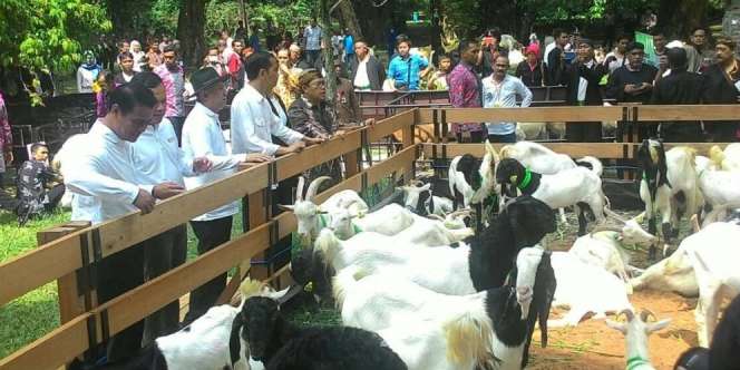 Harga Domba Garut Capai Puluhan Juta, Presiden Terkejut