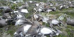 Di Balik Kematian Mendadak 300 Rusa Bersamaan, Ternyata...