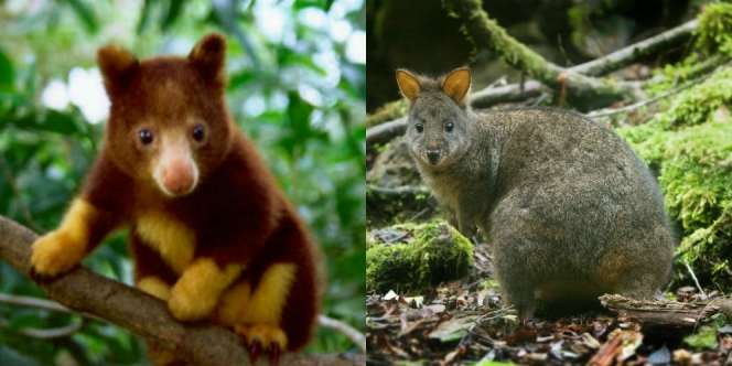 Tak Hanya di Australia, Inilah Jenis Kanguru Asli Indonesia