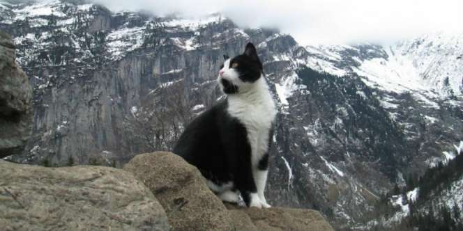 Kucing Misterius Selamatkan Pendaki yang Tersesat