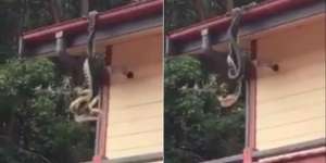 Geger Pertarungan 2 Ular Piton Raksasa di Atap Rumah