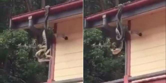 Geger Pertarungan 2 Ular Piton Raksasa di Atap Rumah