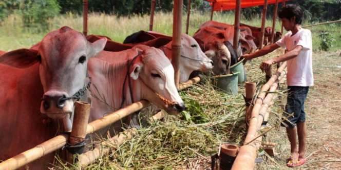Hukum Berkurban Sapi dengan `Patungan` dalam Islam