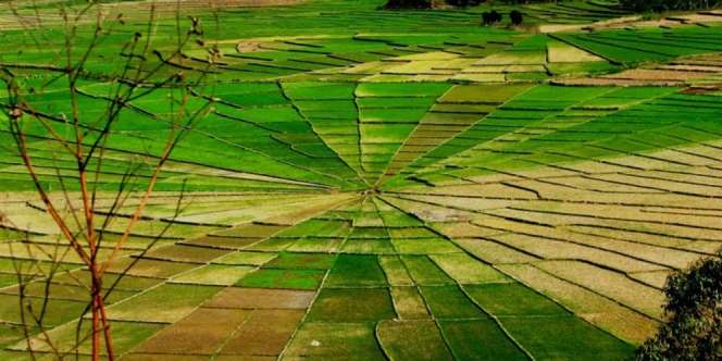 Sawah Jaring Laba-laba Raksasa di Flores Buat Turis Tercengang