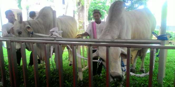 Tak Ada Pembagian Daging Kurban di Masjid Istiqlal