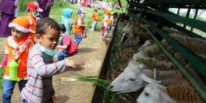 Jauhkan Proses Pemotongan Hewan Kurban dari Anak-Anak!