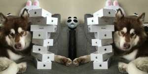 Ulah Anak Miliarder Borong iPhone 7 Buat Anjing Bikin Emosi