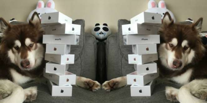 Ulah Anak Miliarder Borong iPhone 7 Buat Anjing Bikin Emosi