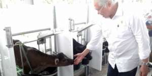 Berkah dari Daging Sapi Wagyu Lokal