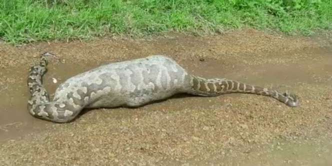 Usai Telan Mangsa, Piton Raksasa Itu Malah...