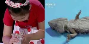 Waduh! Sekali Belaian, Gadis Cilik Buat Hewan Tidur Terlentang