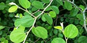 Daun Bidara Berkhasiat Usir Jin dan Sihir, Benarkah?