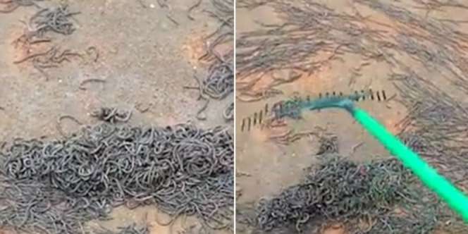 Misteri Jutaan Cacing Mendadak Keluar dari Tanah, Warga Gempar