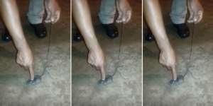 Tangkap Seekor Tikus, Pemprov DKI Beri Hadiah Rp20 Ribu