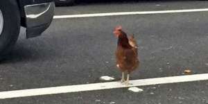 Ayam Apes, Dibui karena Menyeberang Jalan Ramai