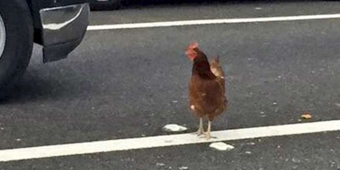 Ayam Apes, Dibui karena Menyeberang Jalan Ramai