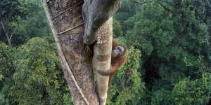 Foto Orangutan Kalimantan Menangi Kontes Dunia
