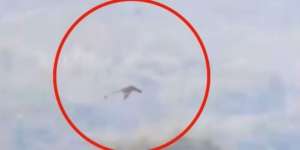 Cerita di Balik Penampakan Naga Terbang yang Bikin Geger