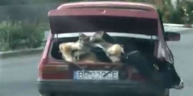 Polisi Dibuat Heran, Si Pria Bawa Sapi di Bagasi Mobil