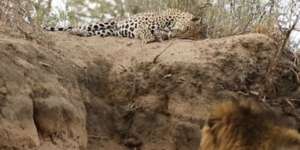 Begini Saat Singa Sergap Macan Tutul yang Tidur