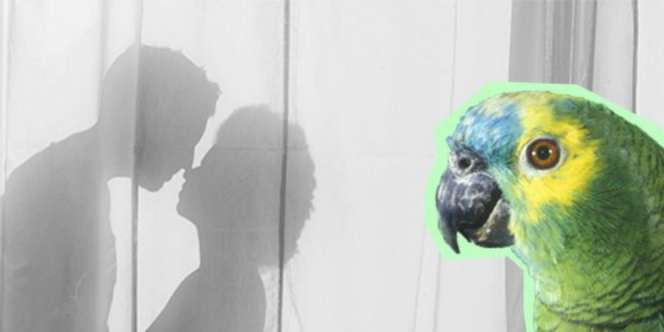 Burung Beo Bongkar Perselingkuhan Tuannya