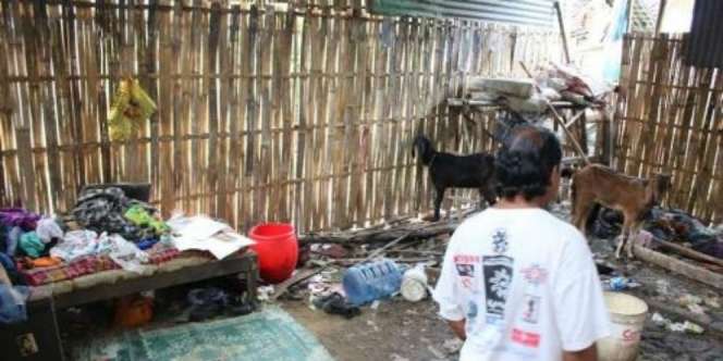 Prihatin, Ayah dan Anaknya Hidup di Gubuk Bersama Kambing