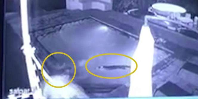 Enak-enak Renang Ada Buaya Masuk Kolam, Lihat yang Terjadi...