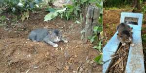 Mendunia! Kisah Kucing di Jawa Tengah Tunggui Makam Tuannya