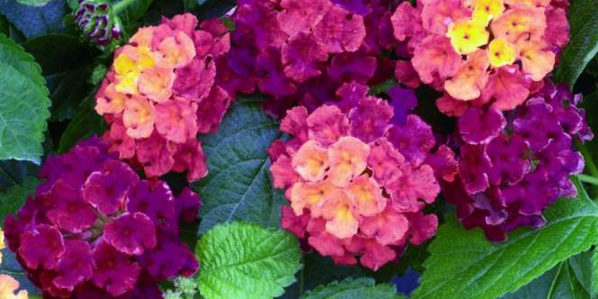 3 Tanaman Cantik yang Mudah Tumbuh