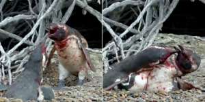 Cara Penguin Hadapi Pasangan yang Sakit Hati Ini Jadi Viral