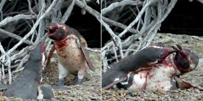 Cara Penguin Hadapi Pasangan yang Sakit Hati Ini Jadi Viral