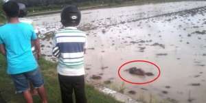 `Mayat` Pria di Tengah Sawah Bikin Geger, Saat Diangkat...