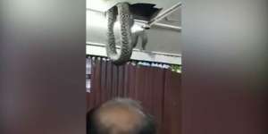 Pengunjung Restoran Gempar Ular Raksasa Jatuh di Atas Meja