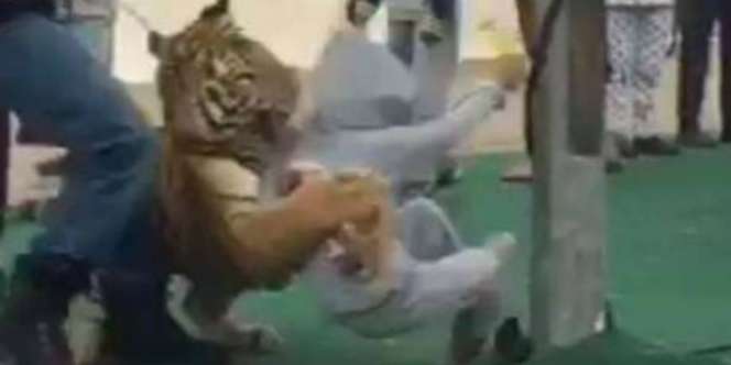 Gadis Cilik Diserang Harimau Saat Pameran