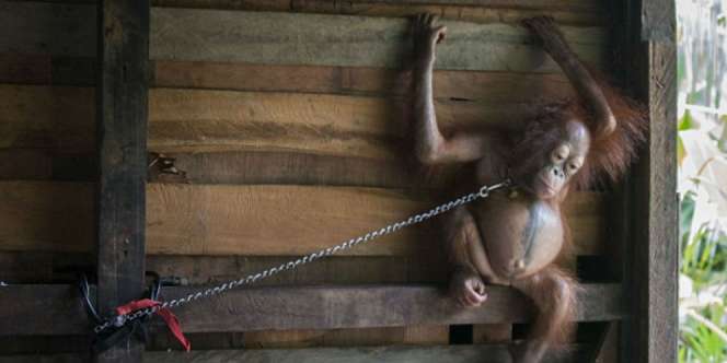 Dirantai, Bayi Orangutan Kalimantan Disorot Dunia