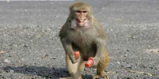 Monyet Sebabkan Perang Saudara di Libya