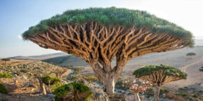 Dijuluki Tempat Bersembunyi Dajjal, Begini Wujud Pulau Socotra
