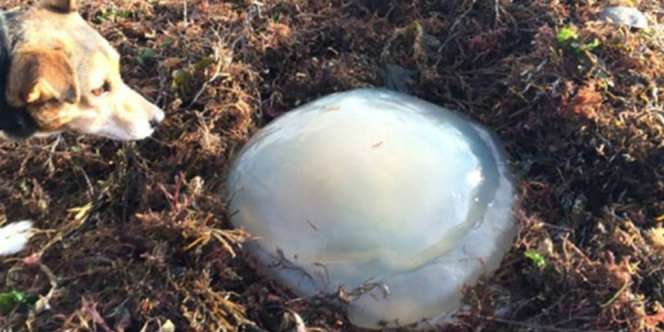 Misteri Gumpalan Putih Mematikan di Pantai