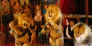 Pawang Tewas Diterkam Singa Saat Sirkus