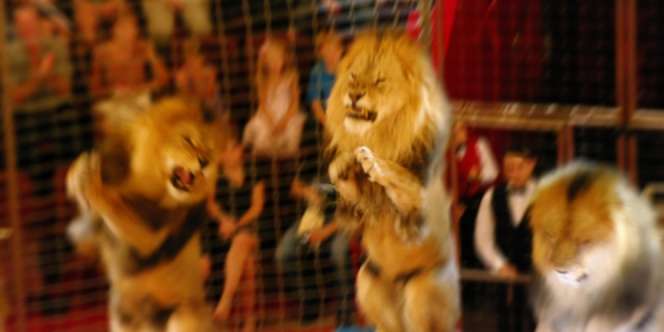 Pawang Tewas Diterkam Singa Saat Sirkus