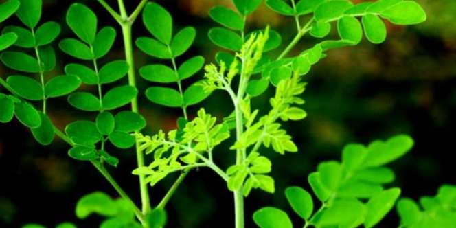 Mengobati Kesurupan dengan Daun Kelor?