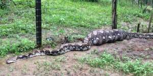 Tubuh Ular Piton Membengkak di Kebun Rumah, Astaga Isinya...