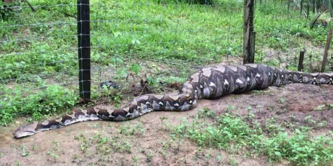 Tubuh Ular Piton Membengkak di Kebun Rumah, Astaga Isinya...
