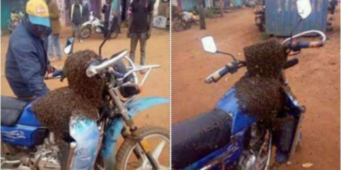 Lebah `Utusan` Temukan Motor Curian, Ternyata...
