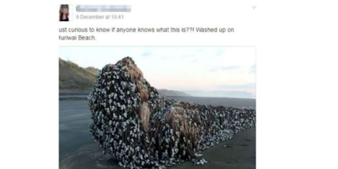 Benda Misterius Terdampar di Pantai Bikin Netizen Debat Panas