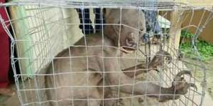 Makhluk Aneh Itu Berkeliaran, Setelah Diselidiki Ternyata...