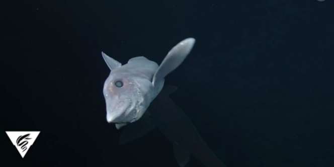 Ikan Misterius Tertangkap Kamera, Wajah 'Dijahit-jahit'