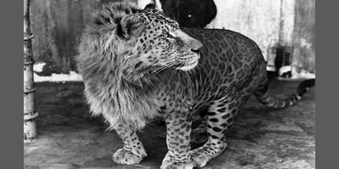 Astaga! Ini Hasilnya Jika Leopard & Singa 'Dikawinkan Paksa'