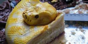 11 Kue Ultah Ini Bikin Kamu Takkan Tega Memakannya