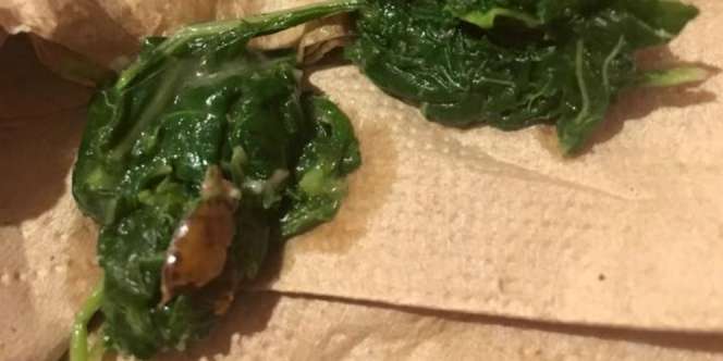 Heboh Gigit Kecoak di Makanan, Ini Penjelasan Holycow!
